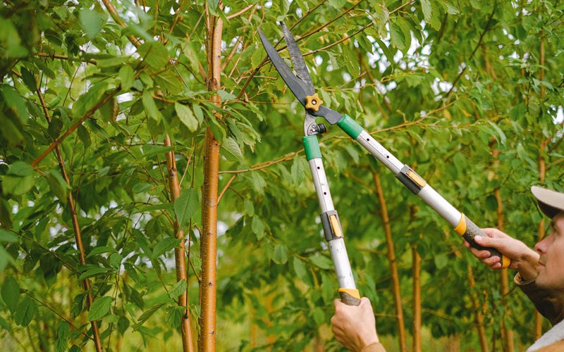 Tree trimming in Olive Hill, KY